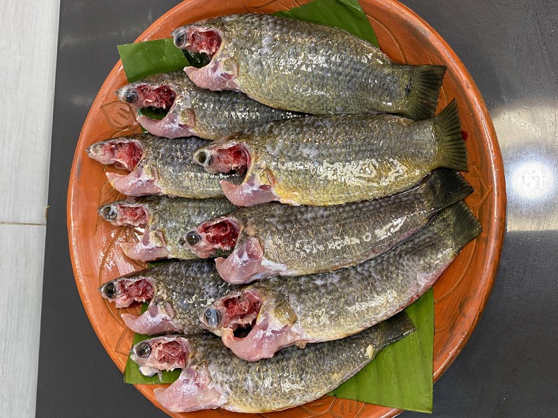 Premium Koi Fish Medium (7-9 pcs) ±30 gm